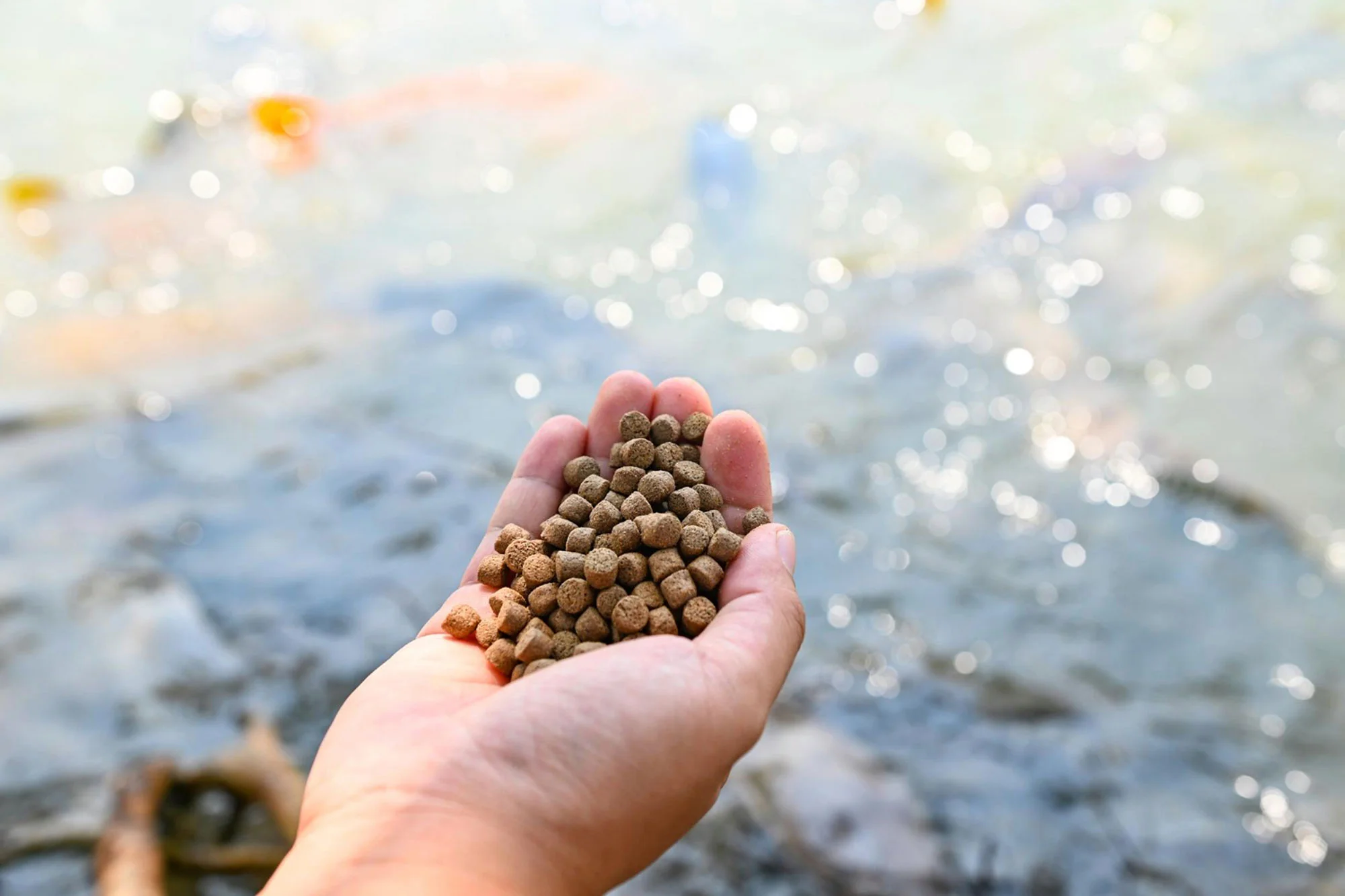 Aqua Feed Ingredients