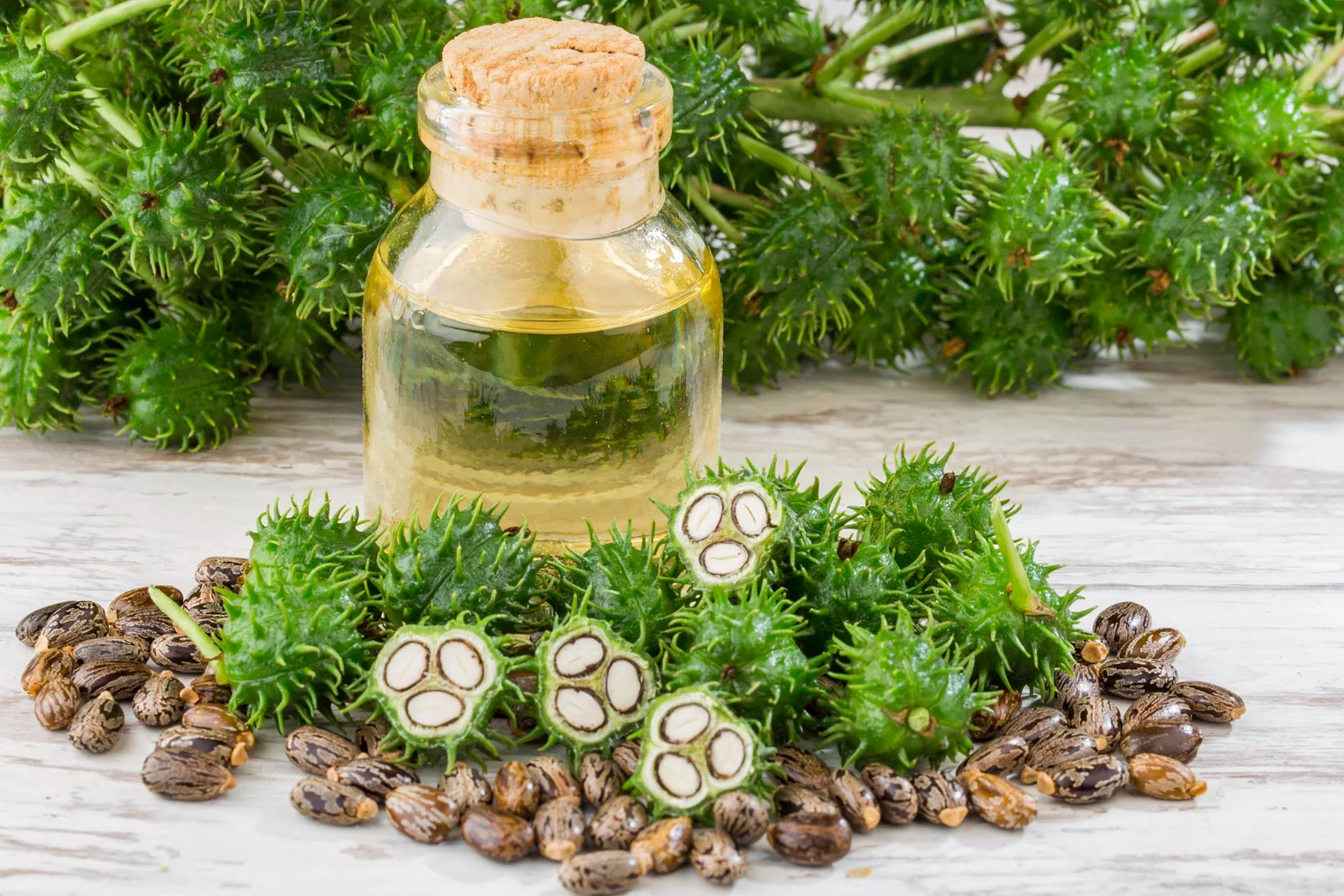 Expert Castor oil processing