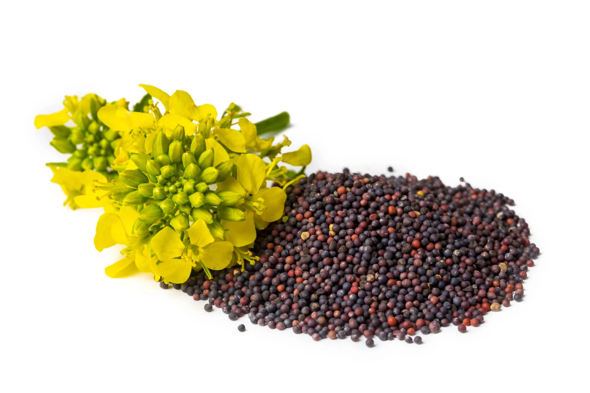 Expert Mustard oil processing