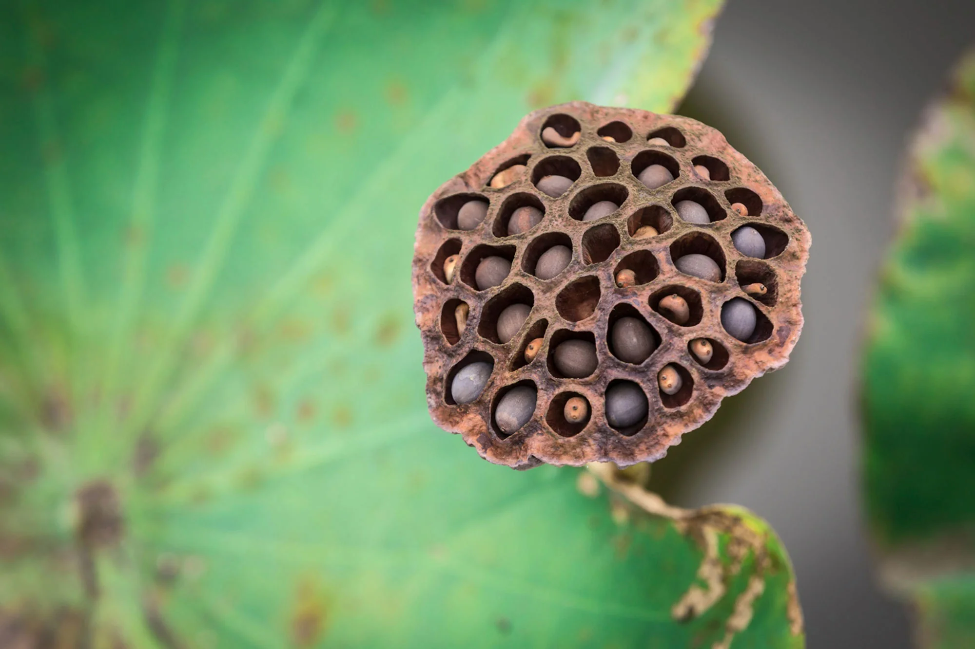 Expert Rubber seed oil processing