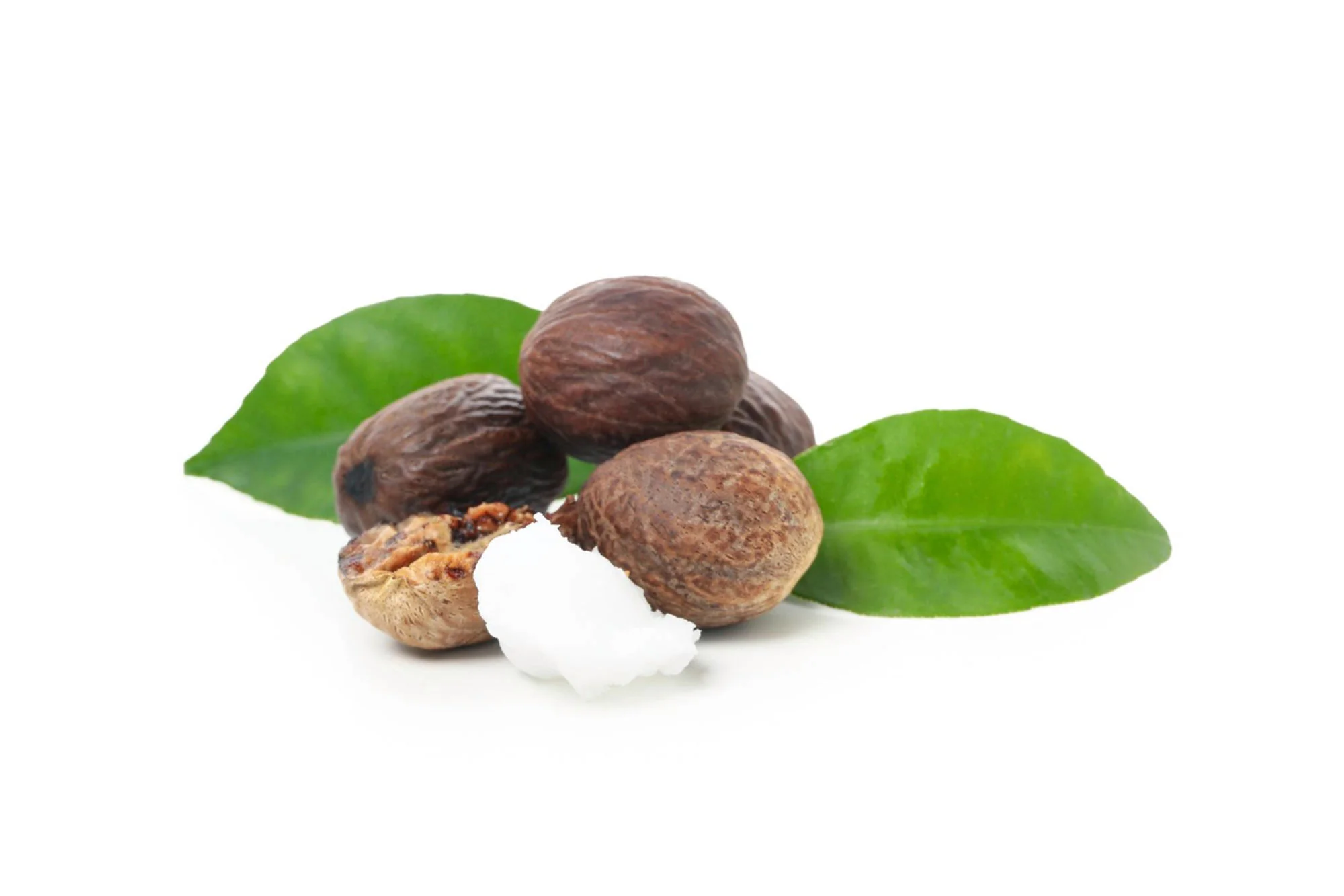 Expert Shea oil processing