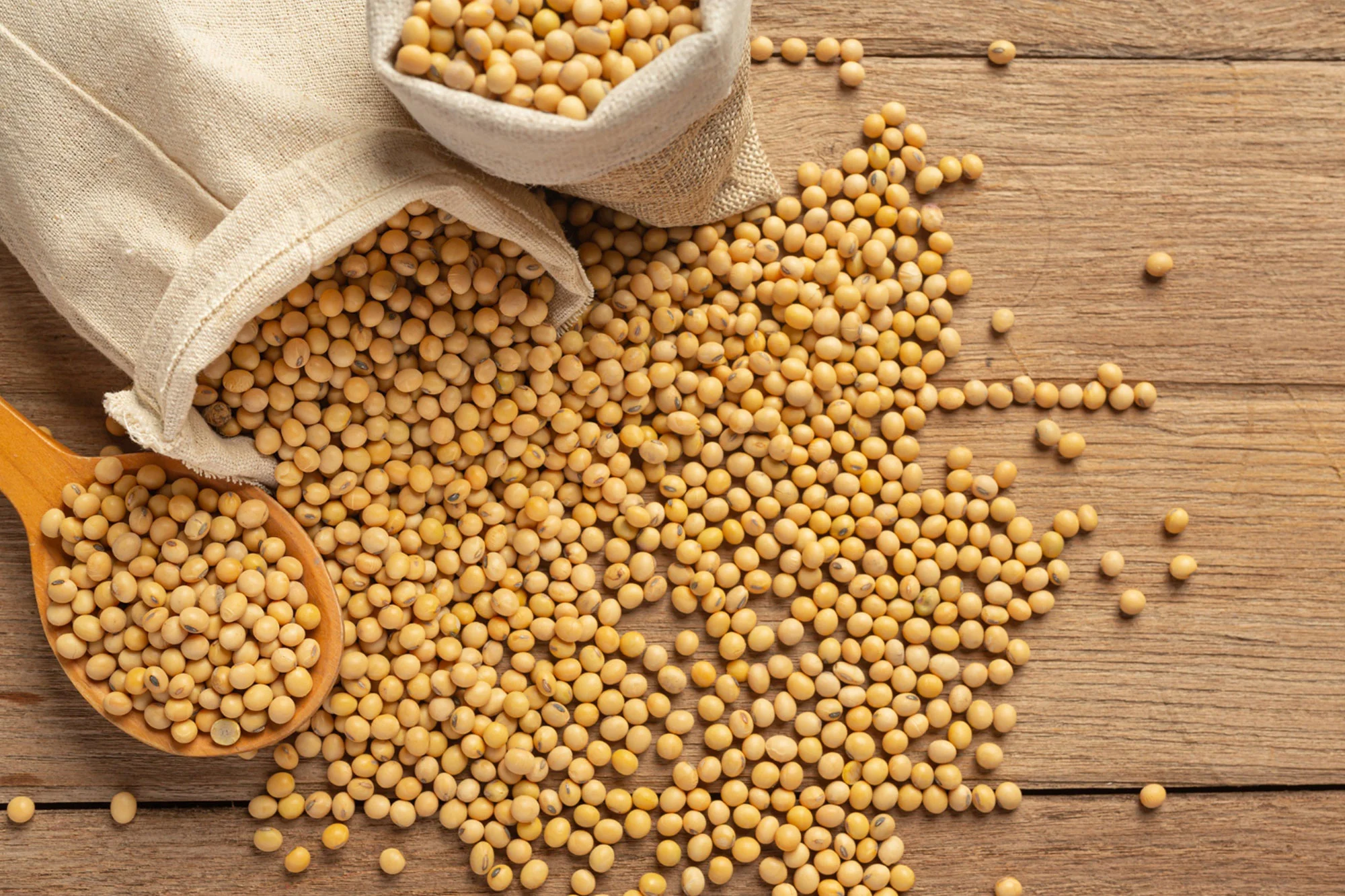 Expert Soybean oil processing