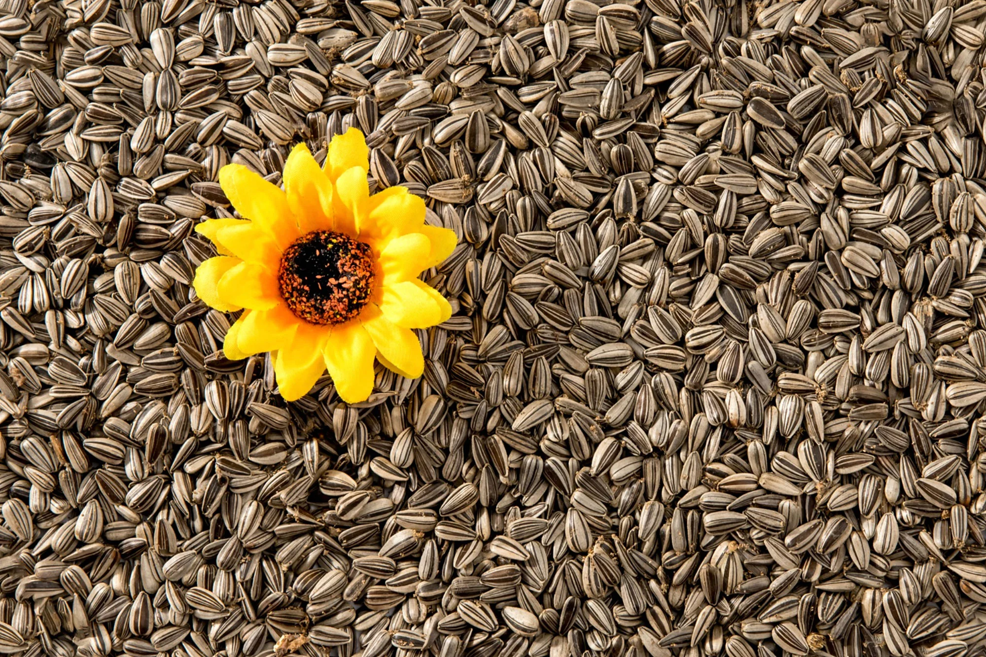 Expert Sunflower oil processing